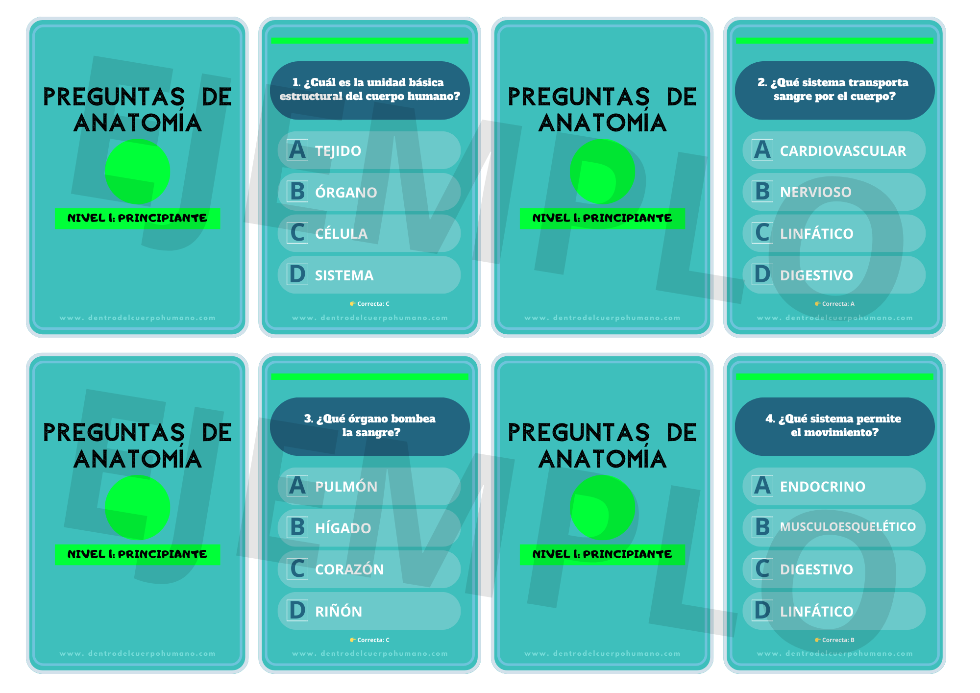 FLASHCARDS DE ANATOMÍA. NIVEL 1: PRINCIPIANTE