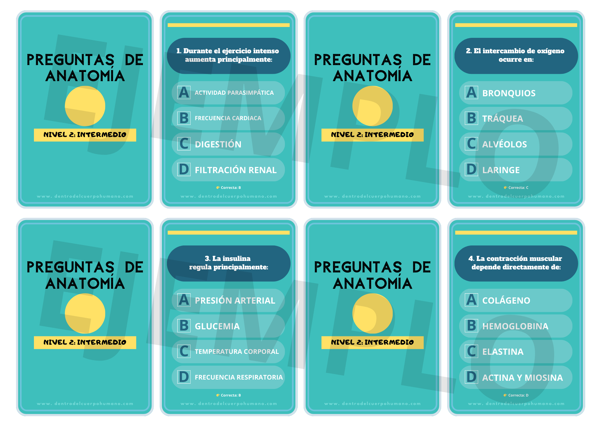 FLASHCARDS DE ANATOMÍA. NIVEL 2: INTERMEDIO