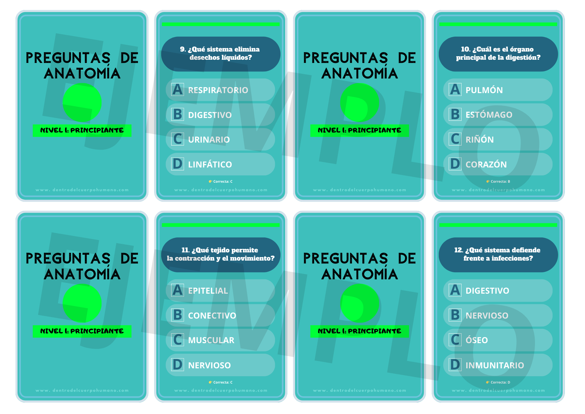 FLASHCARDS DE ANATOMÍA. NIVEL 1: PRINCIPIANTE