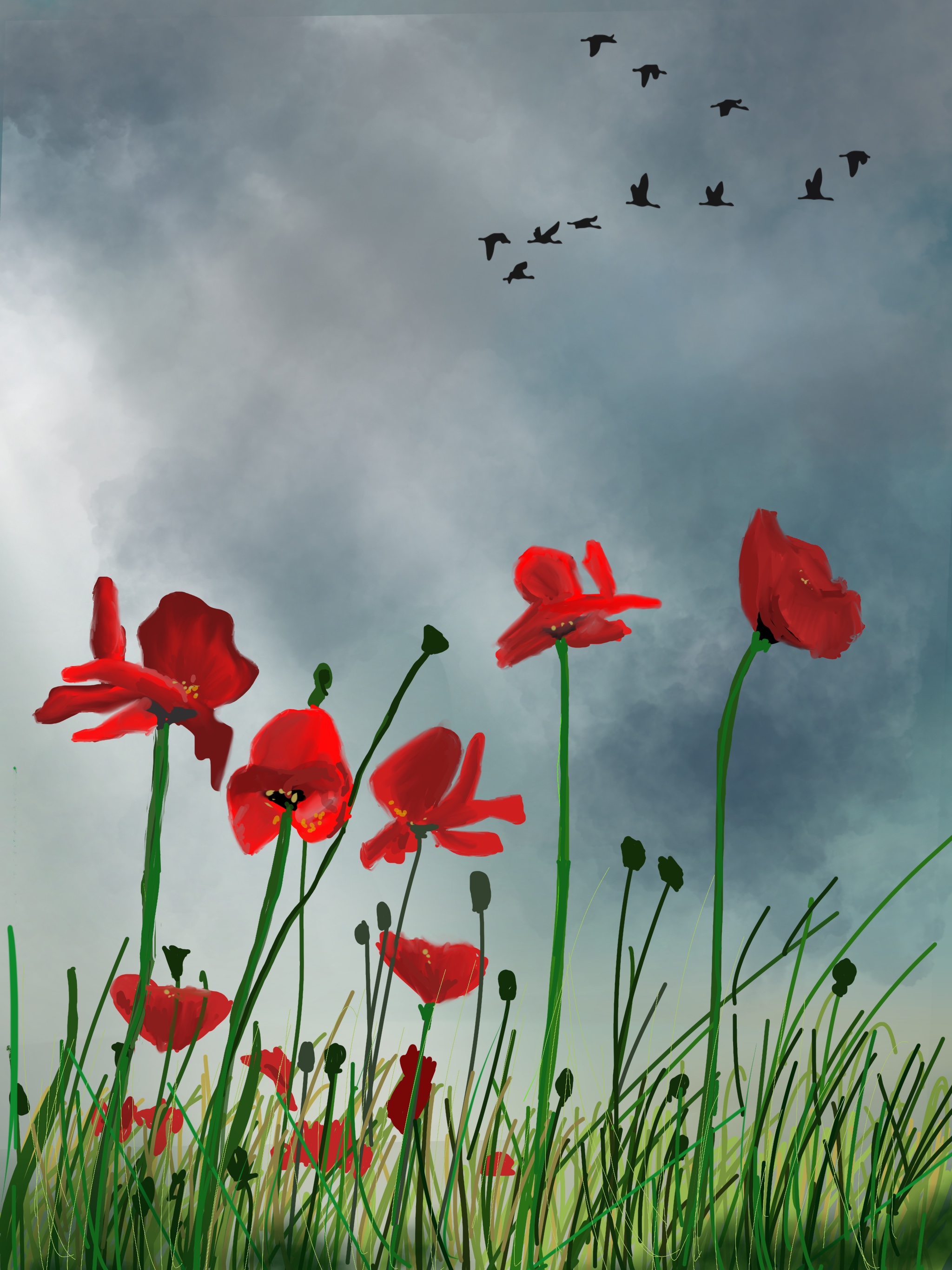 Poppies in the gloomy skies