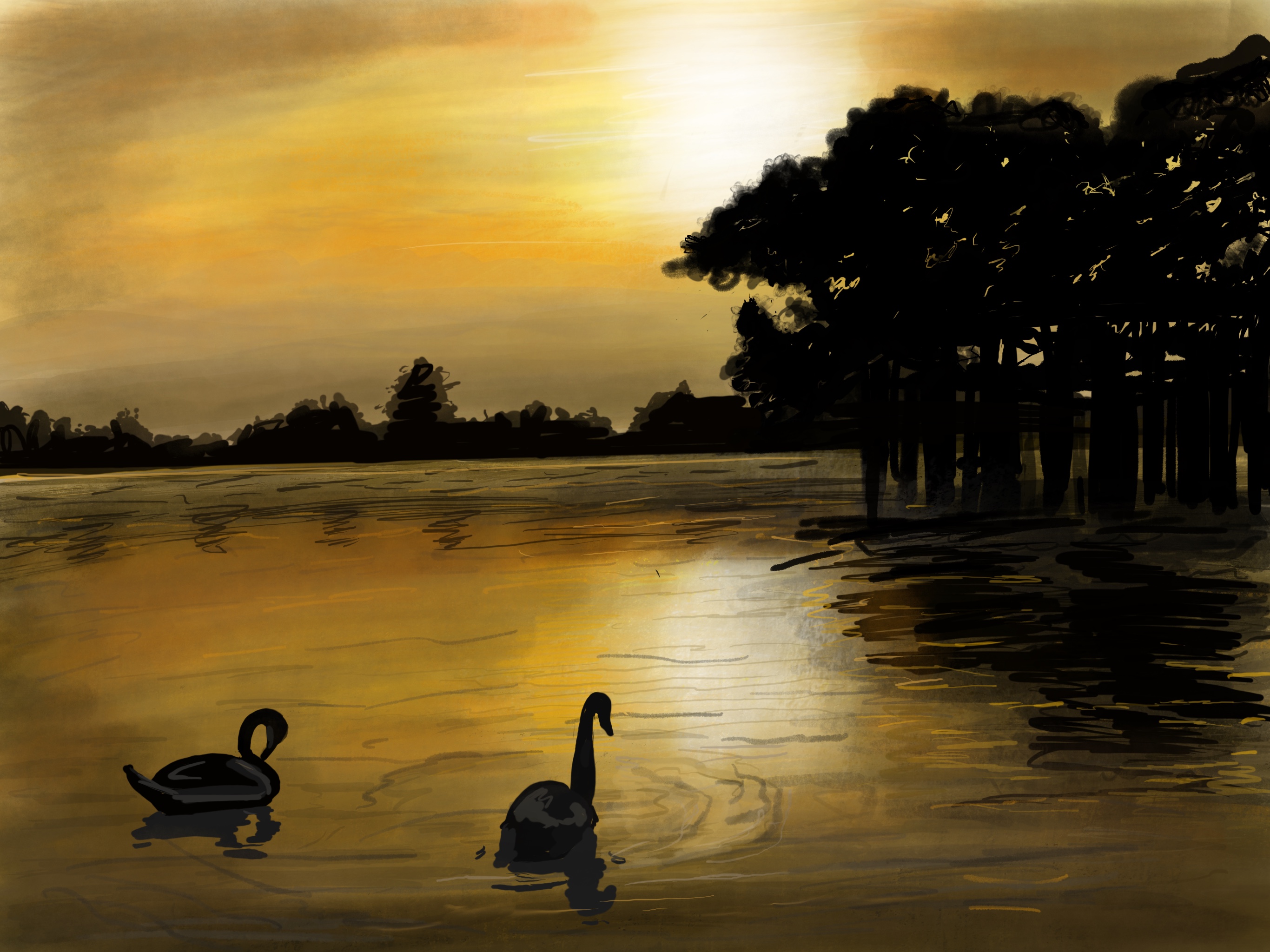 Swans in the sunset