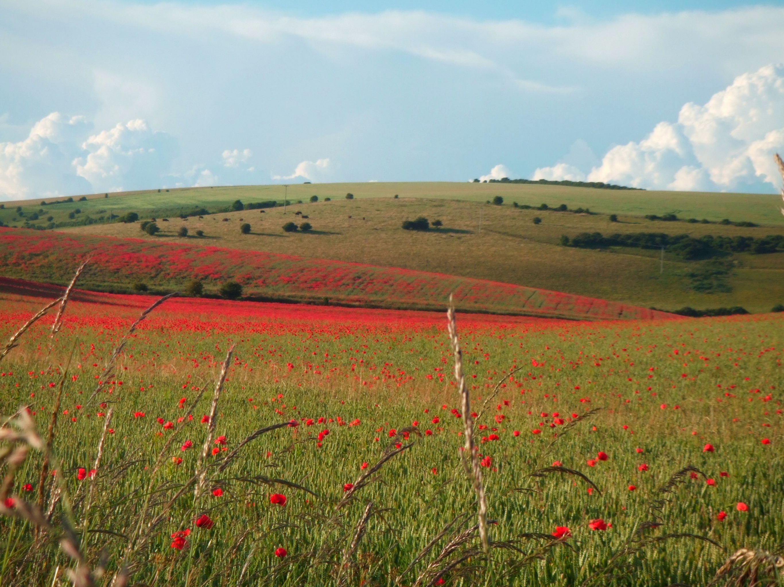 South Downs, Sussex poppies Photograph