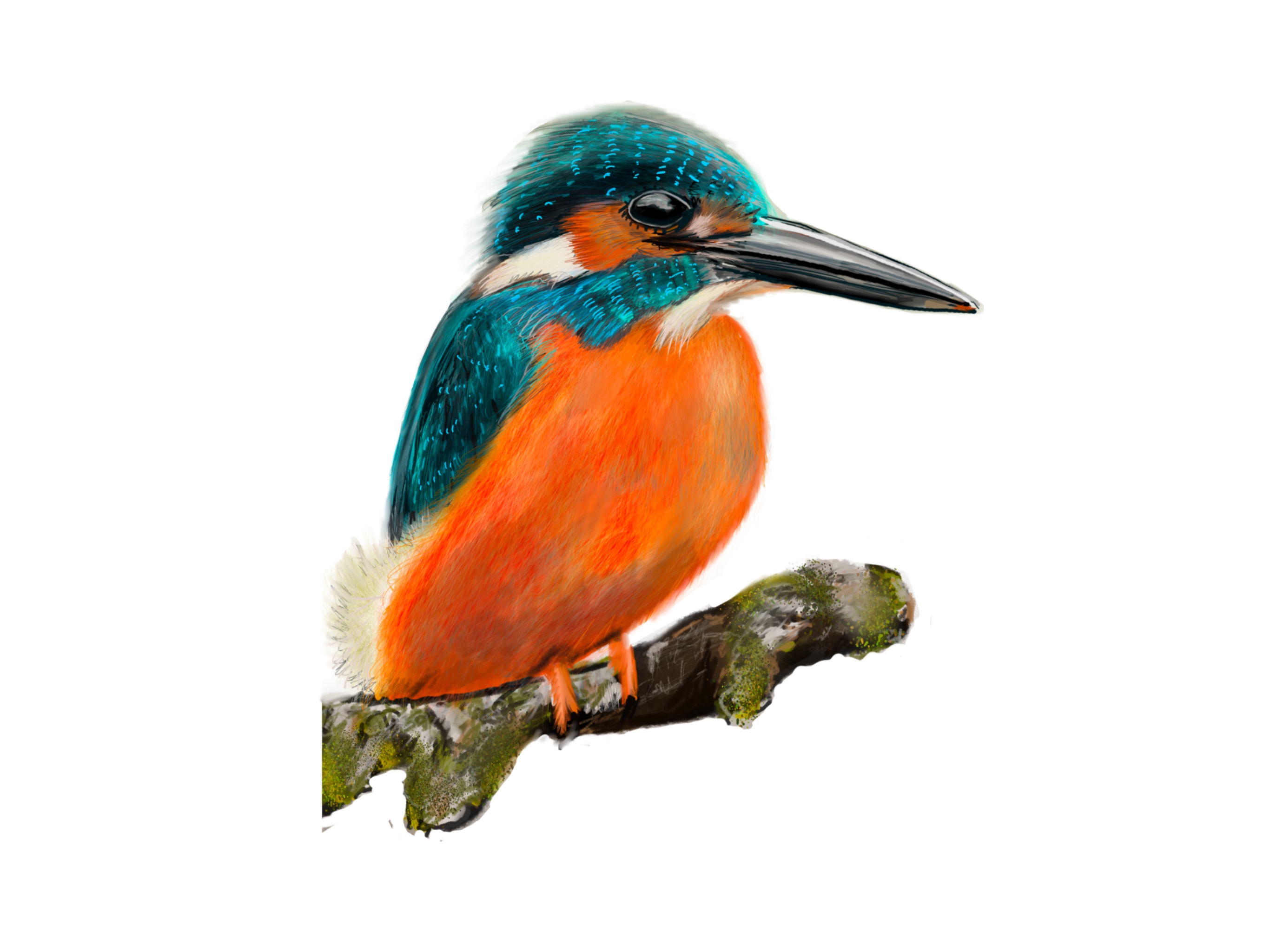 perching Kingfisher