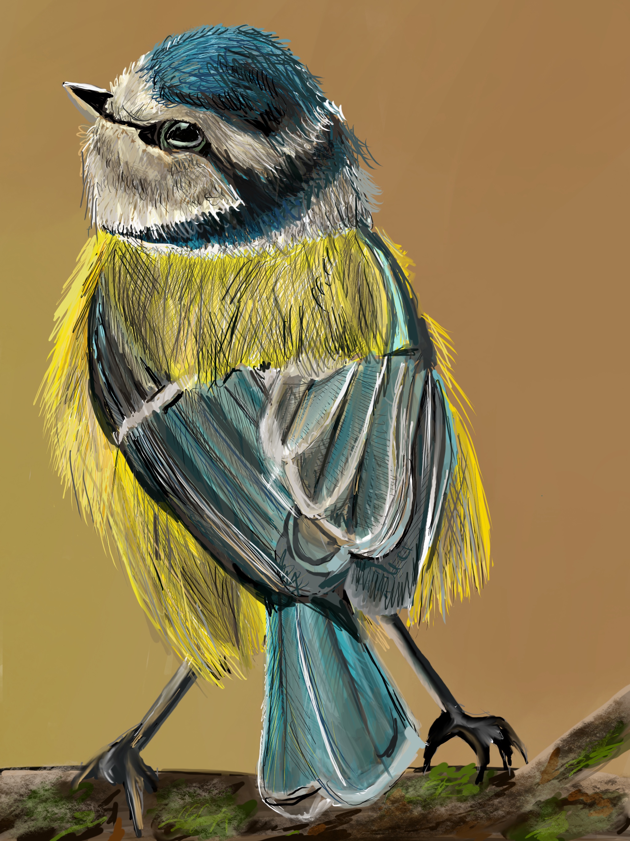 bluetit