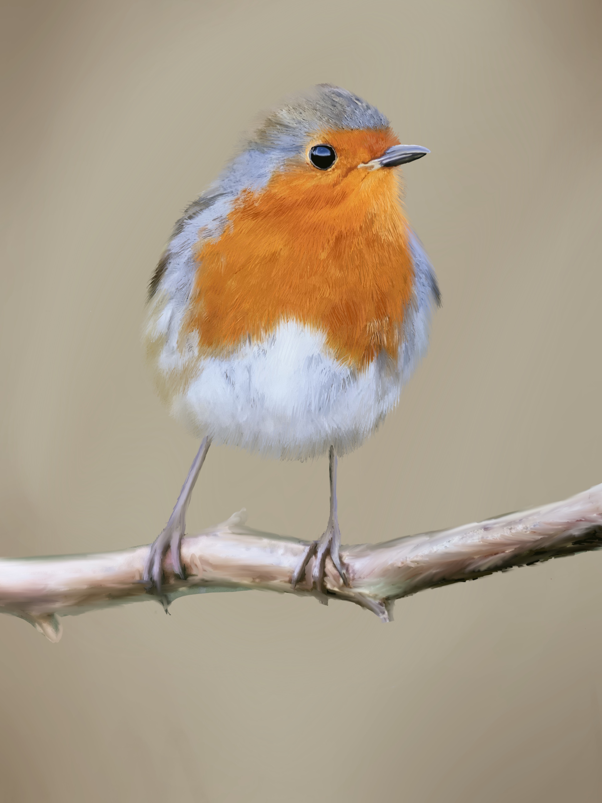 Beautiful Robin
