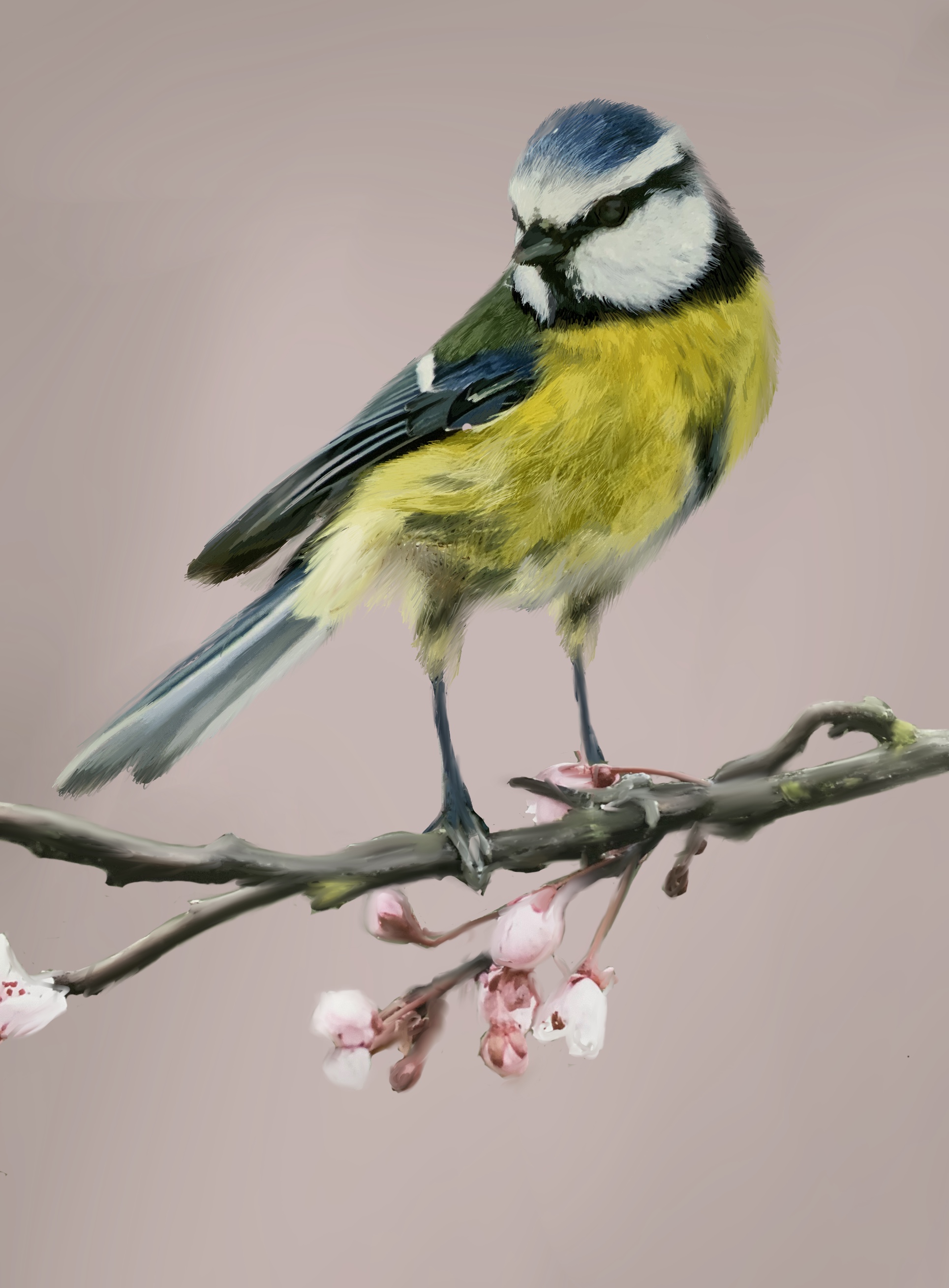  Pretty bluetit