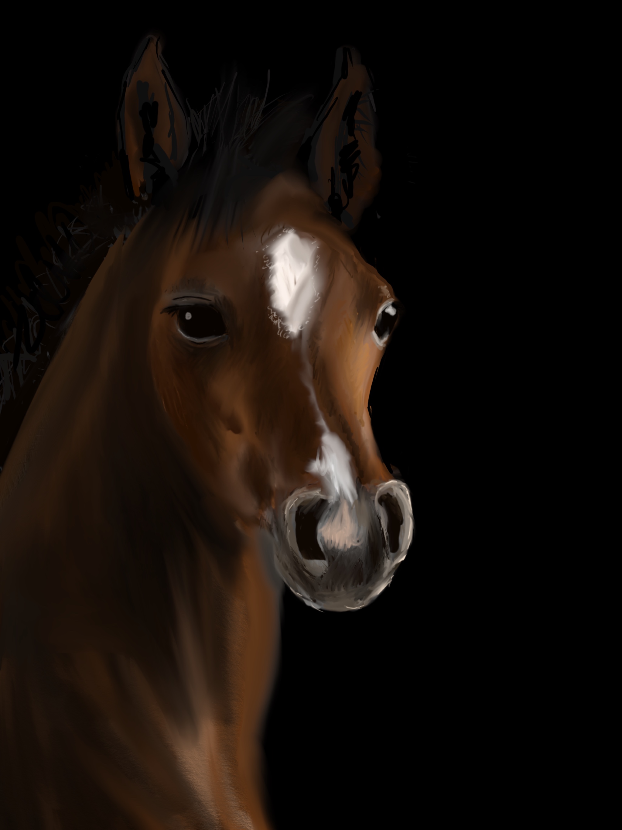 Foal portrait