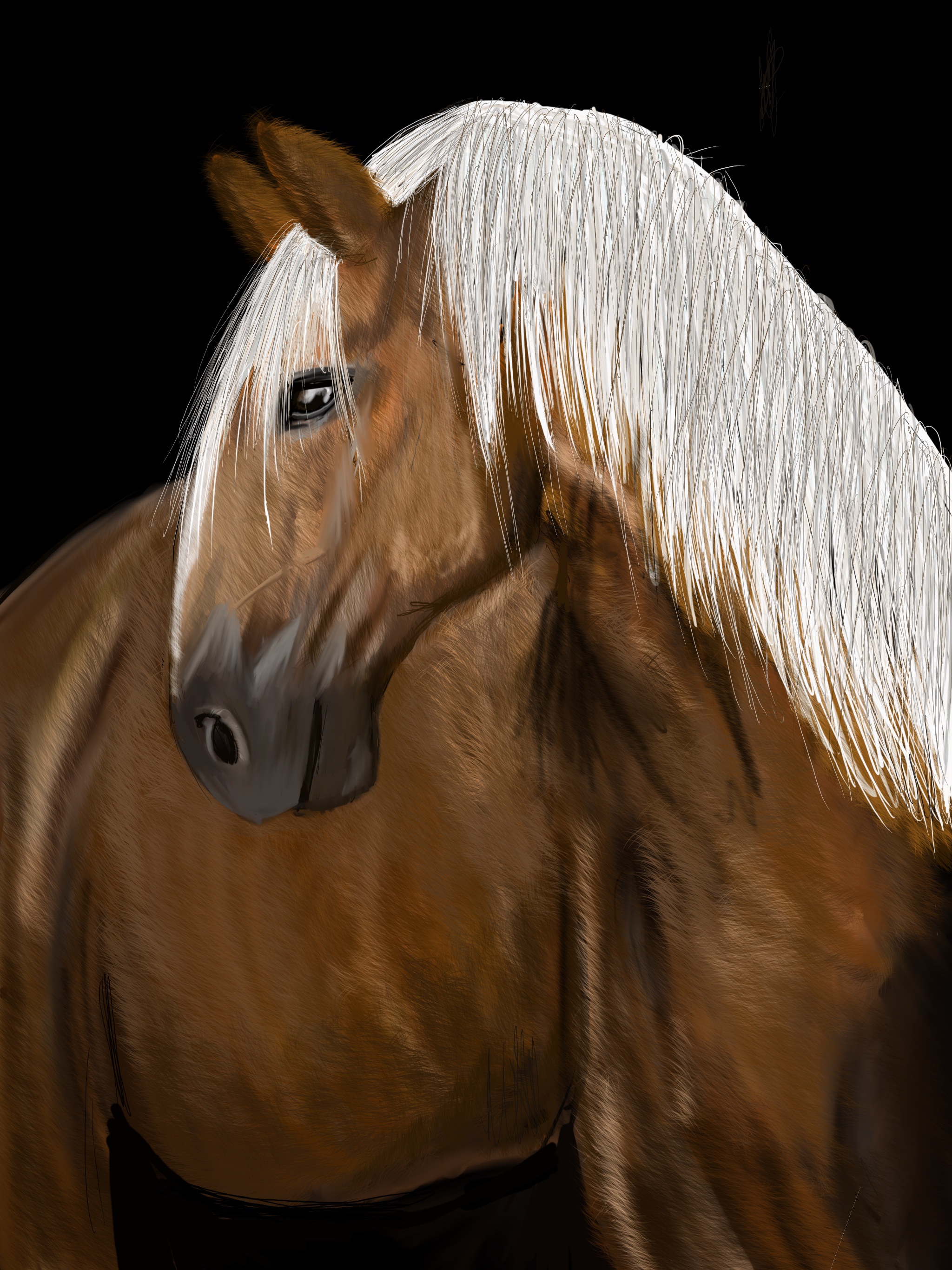Horse portrait