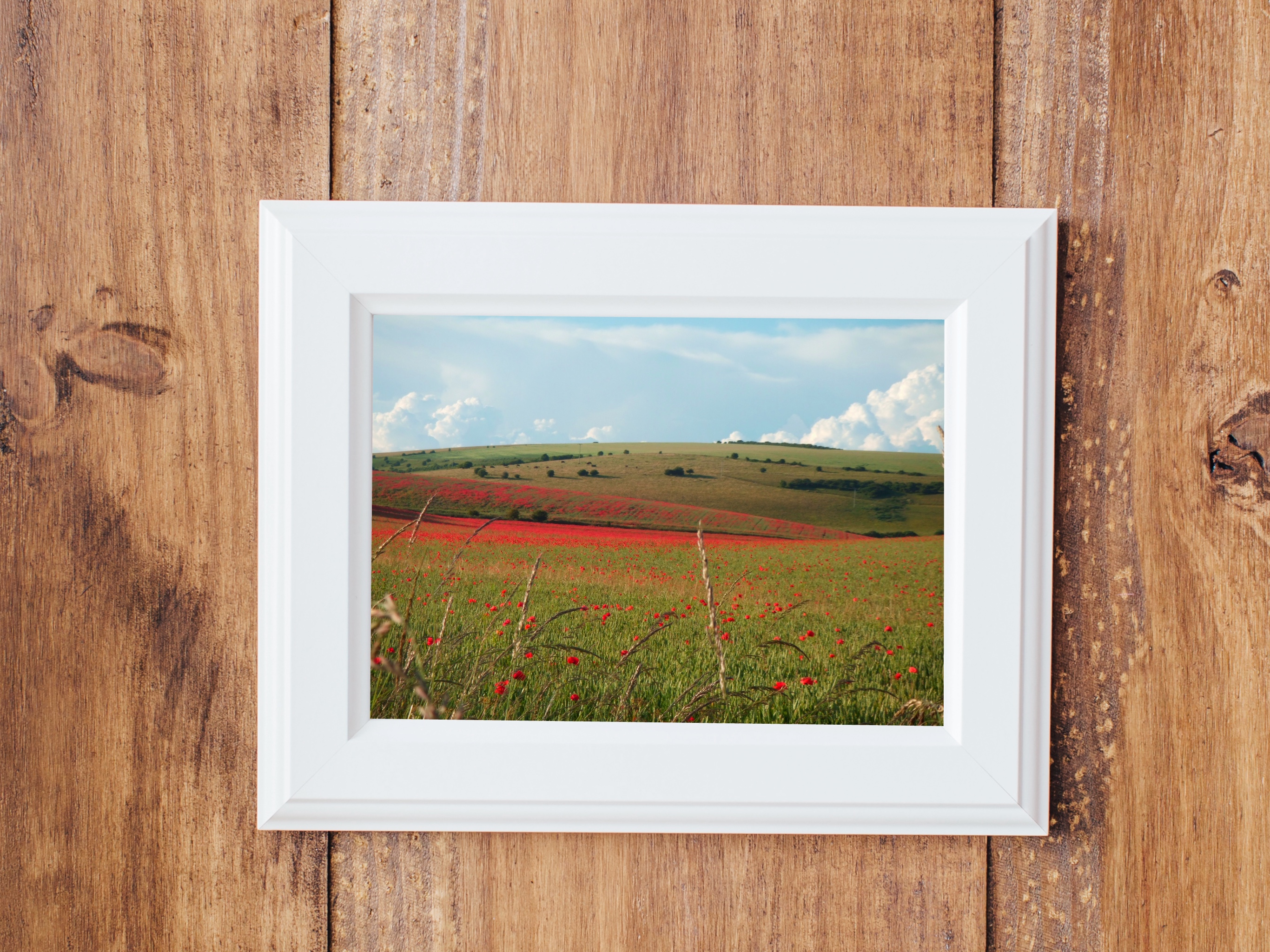 South Downs, Sussex poppies Photograph
