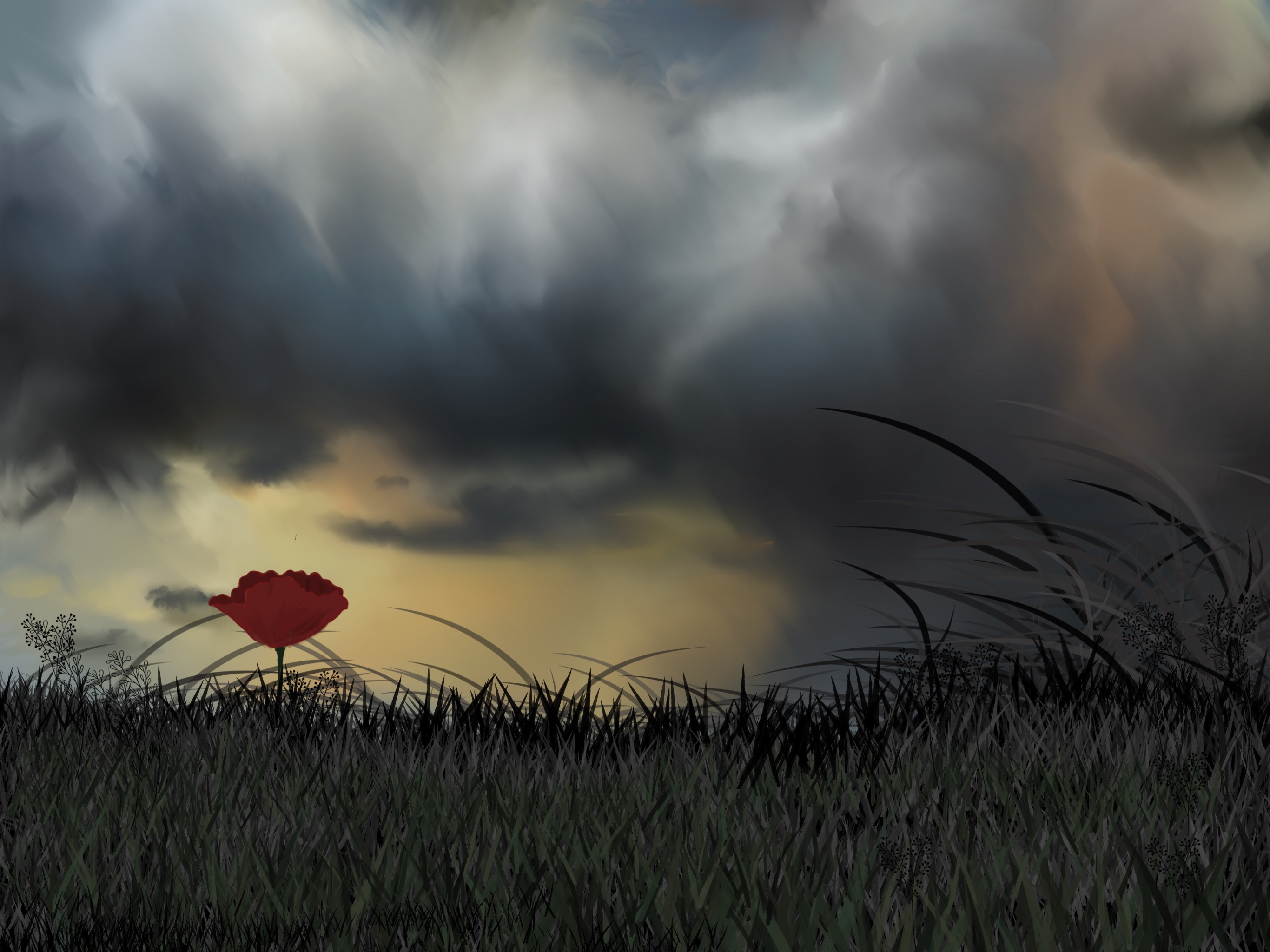 single poppy in story skies