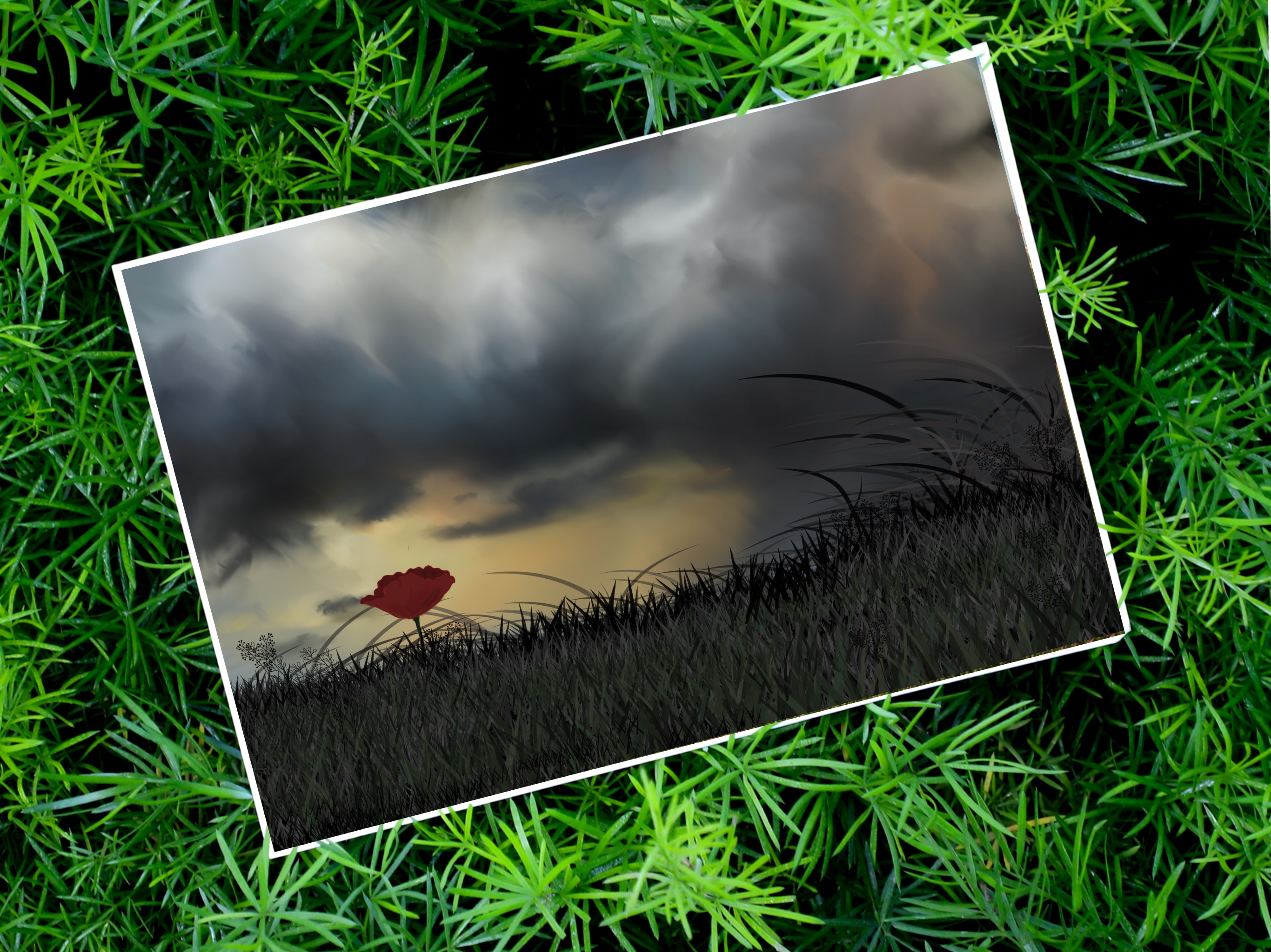 single poppy in story skies