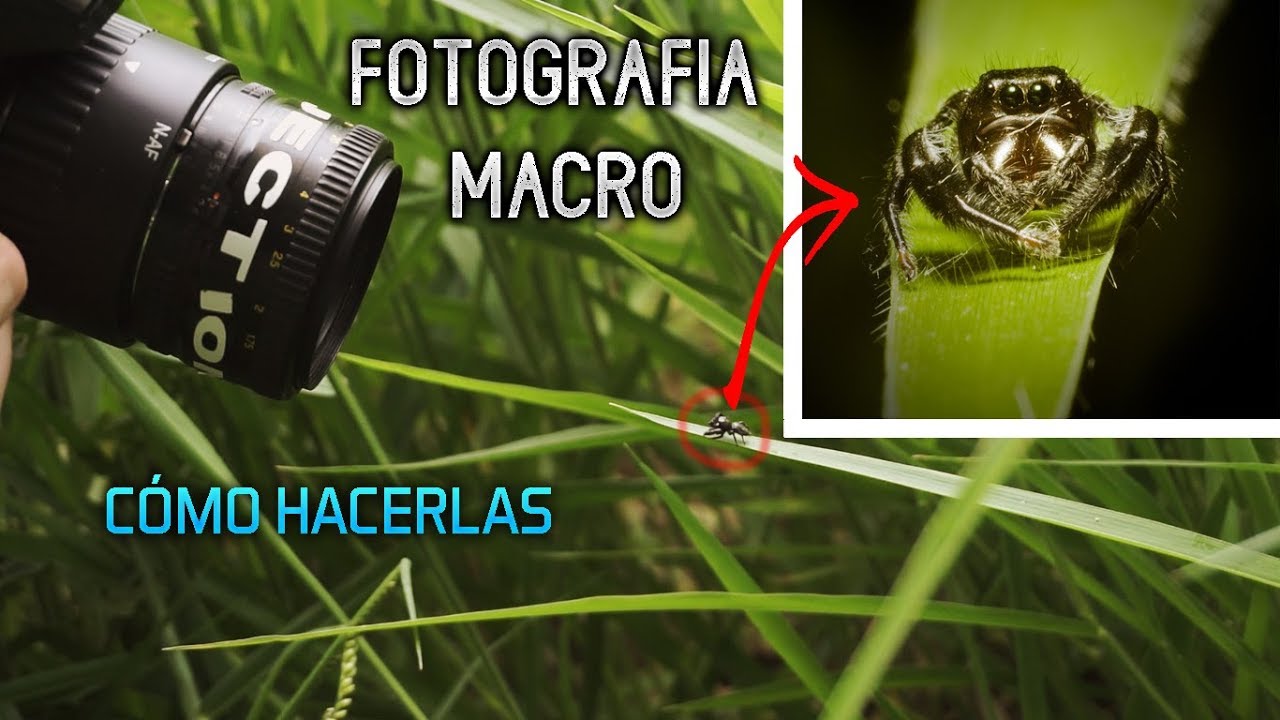 Macrofotografía: así se hacen fotos de cerca Tapa blanda – 1 Enero 1980 de KRUYT W (Author)