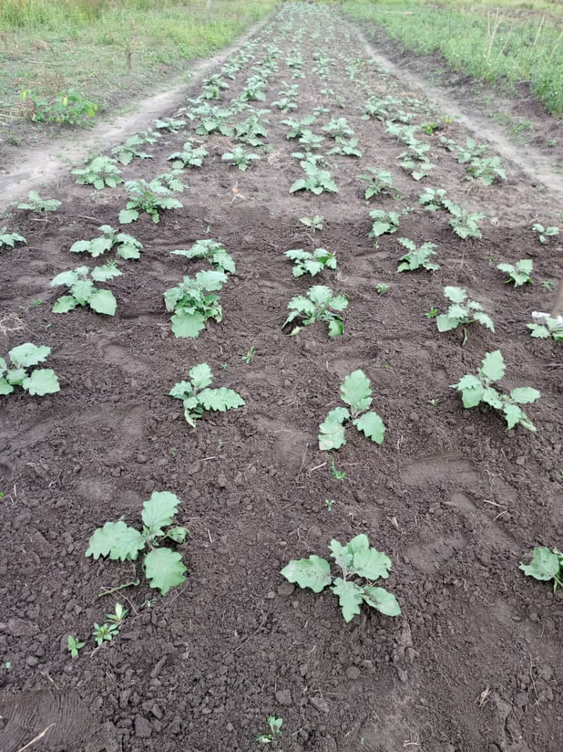 Virtual Farm Consulting