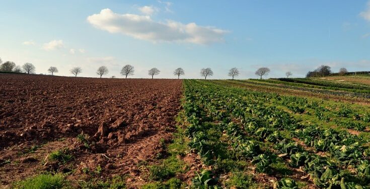 Small Scale Farming Business Plans