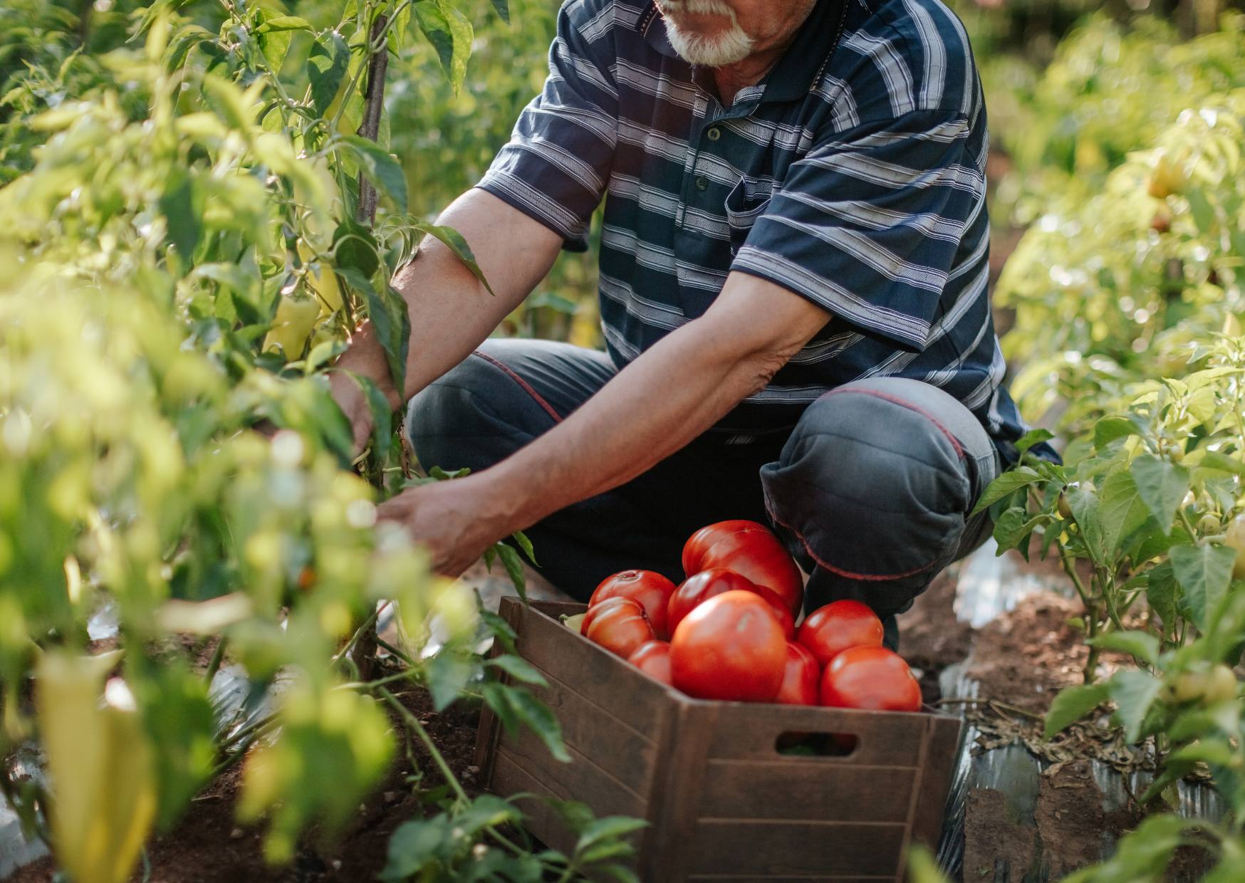 Farm-to-Table Recipe Book