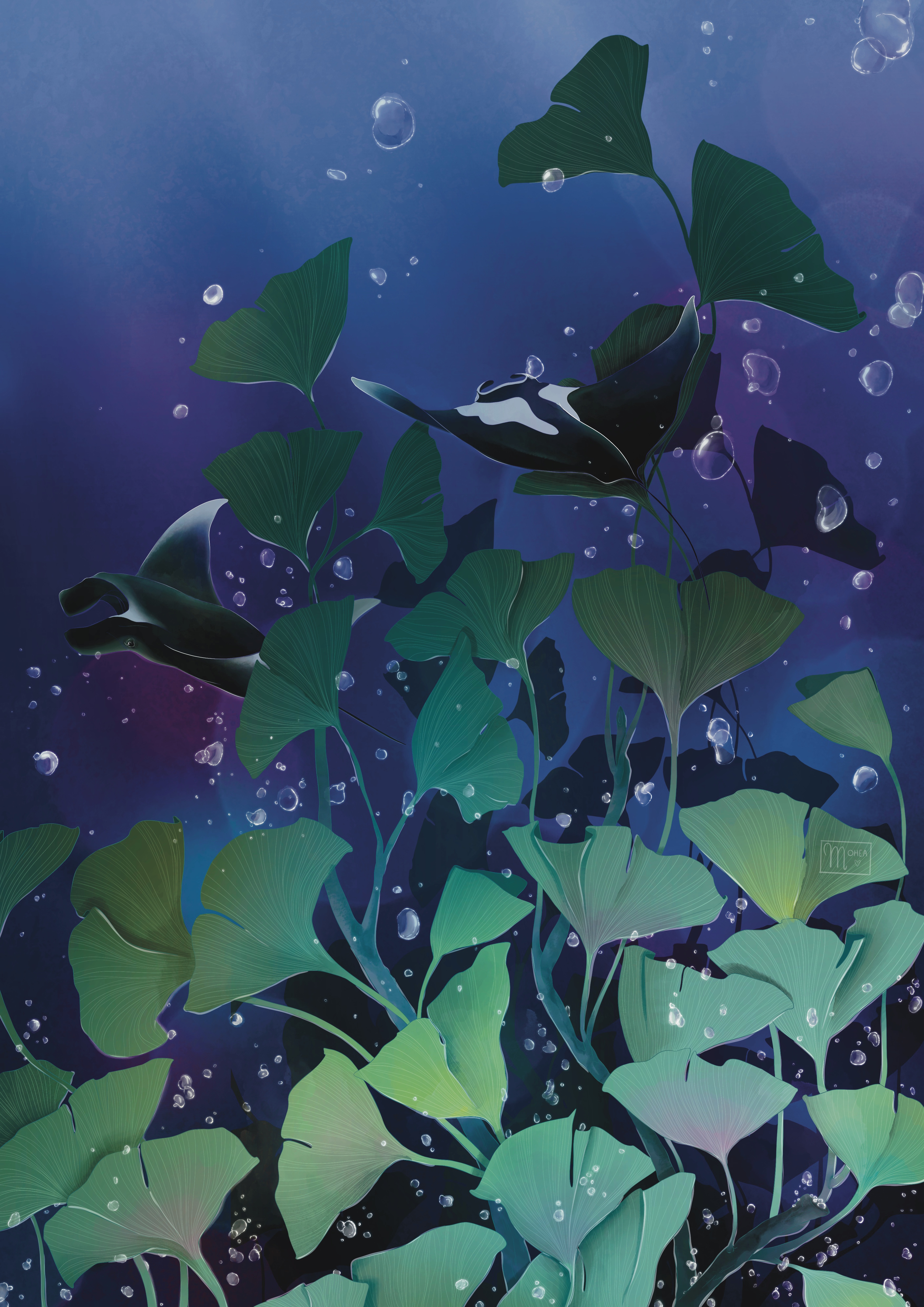 Les raies manta & le Gingko biloba