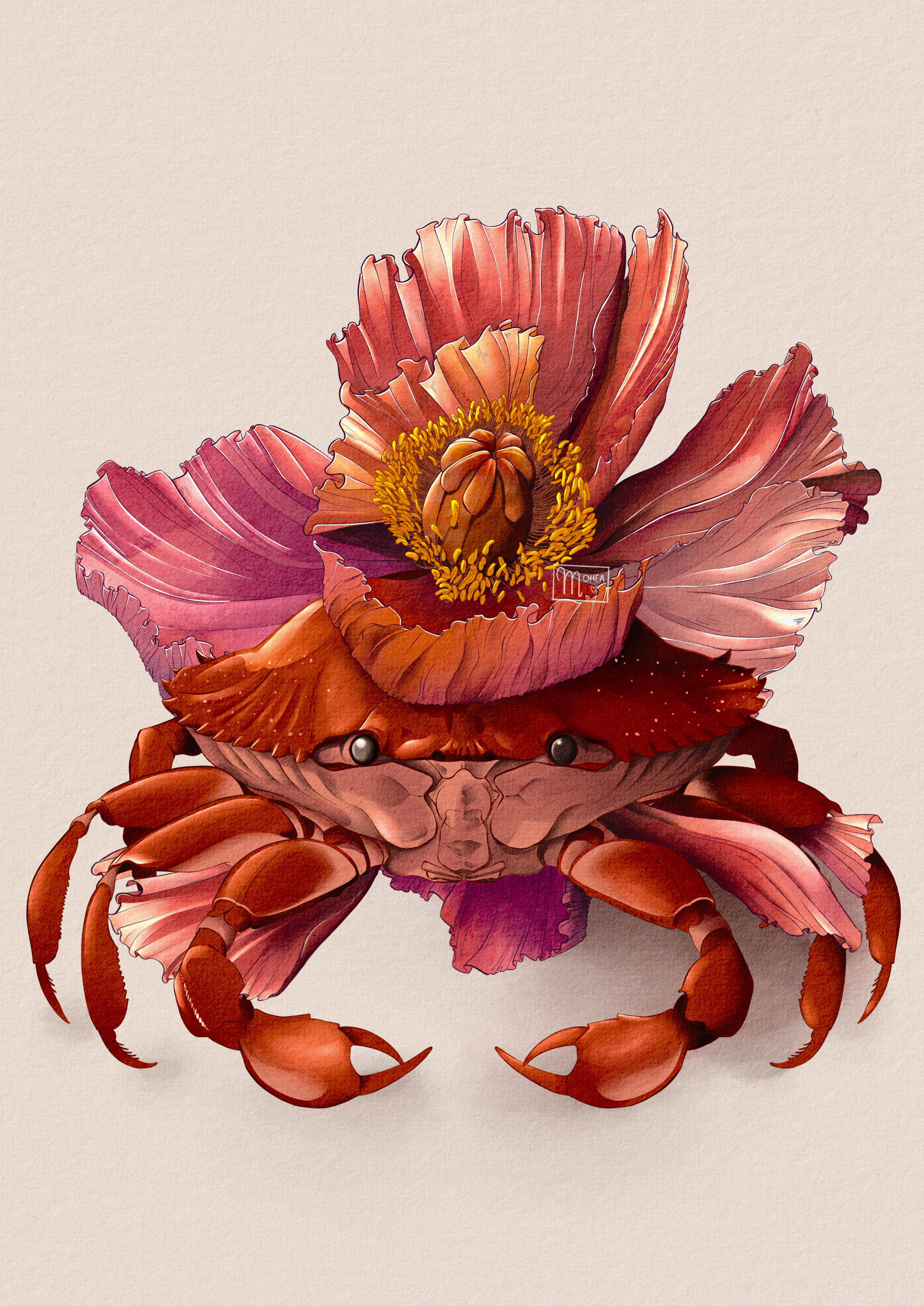 Crabe et coquelicot