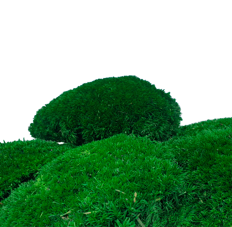 Kupstinės samanos (Dark green)