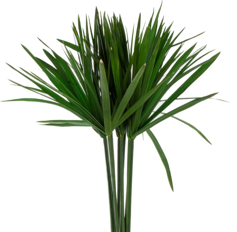 Papirusas