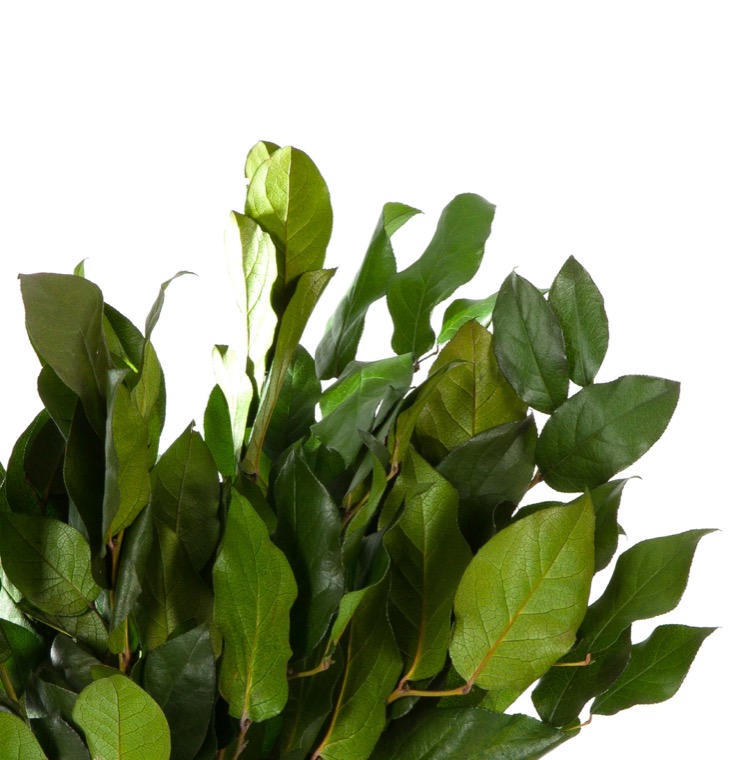 Salalas