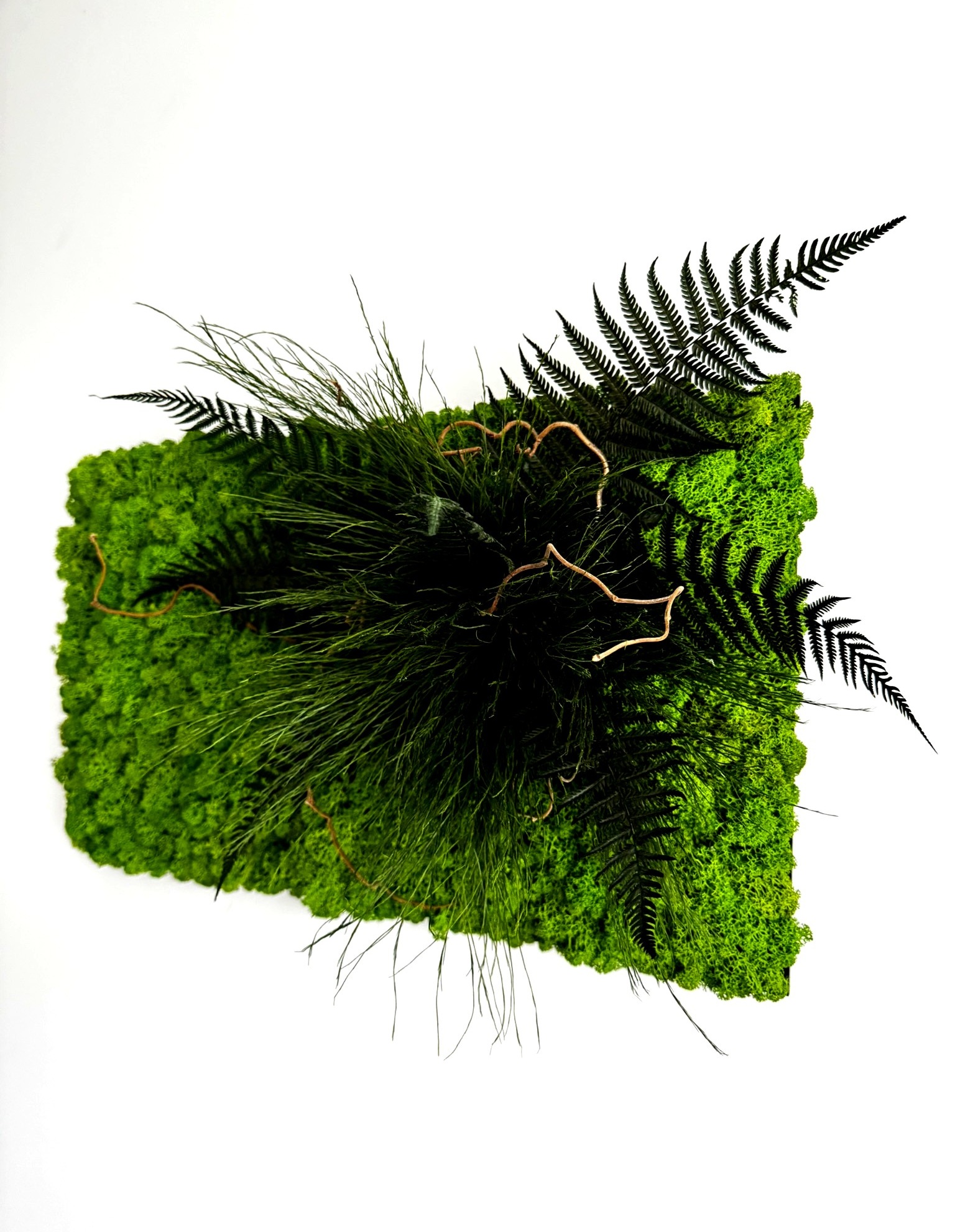 PULSE – stabilizuotų augalų ir samanų paveikslas