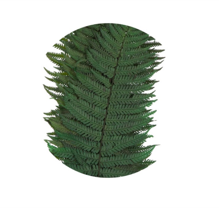 Papartis (Parchemin)