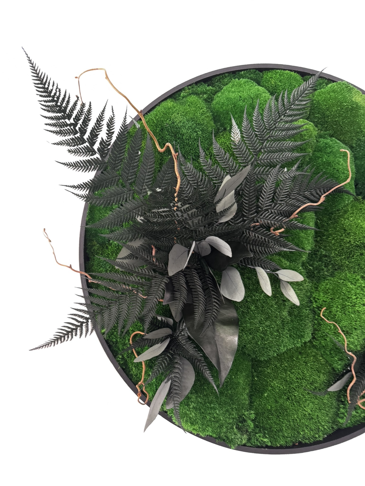 Apvalus stabilizuotų samanų paveikslas - Augimas