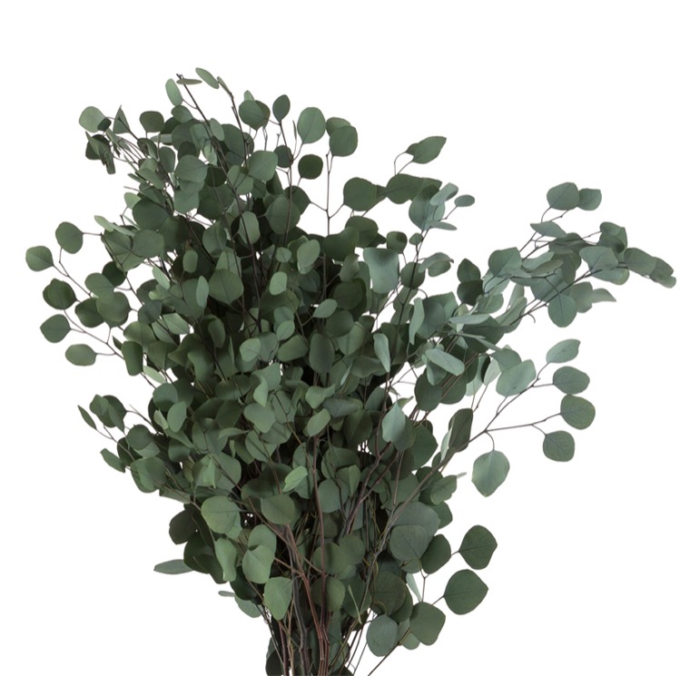 Eukaliptas (Populus)