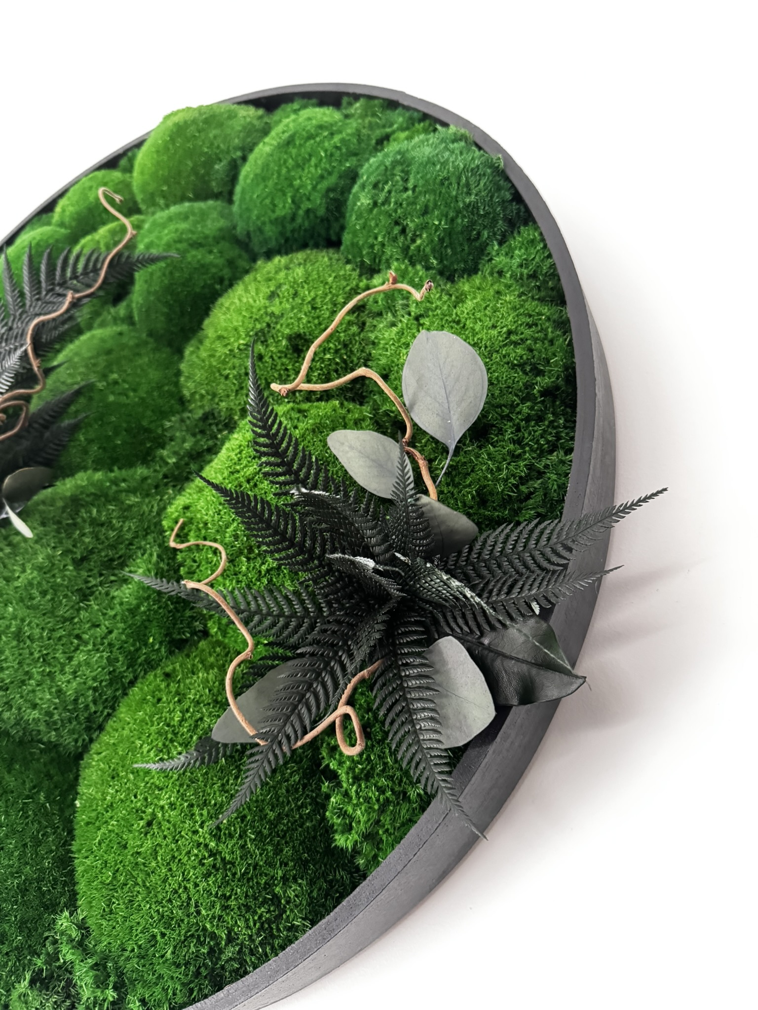 Apvalus stabilizuotų samanų paveikslas - Augimas