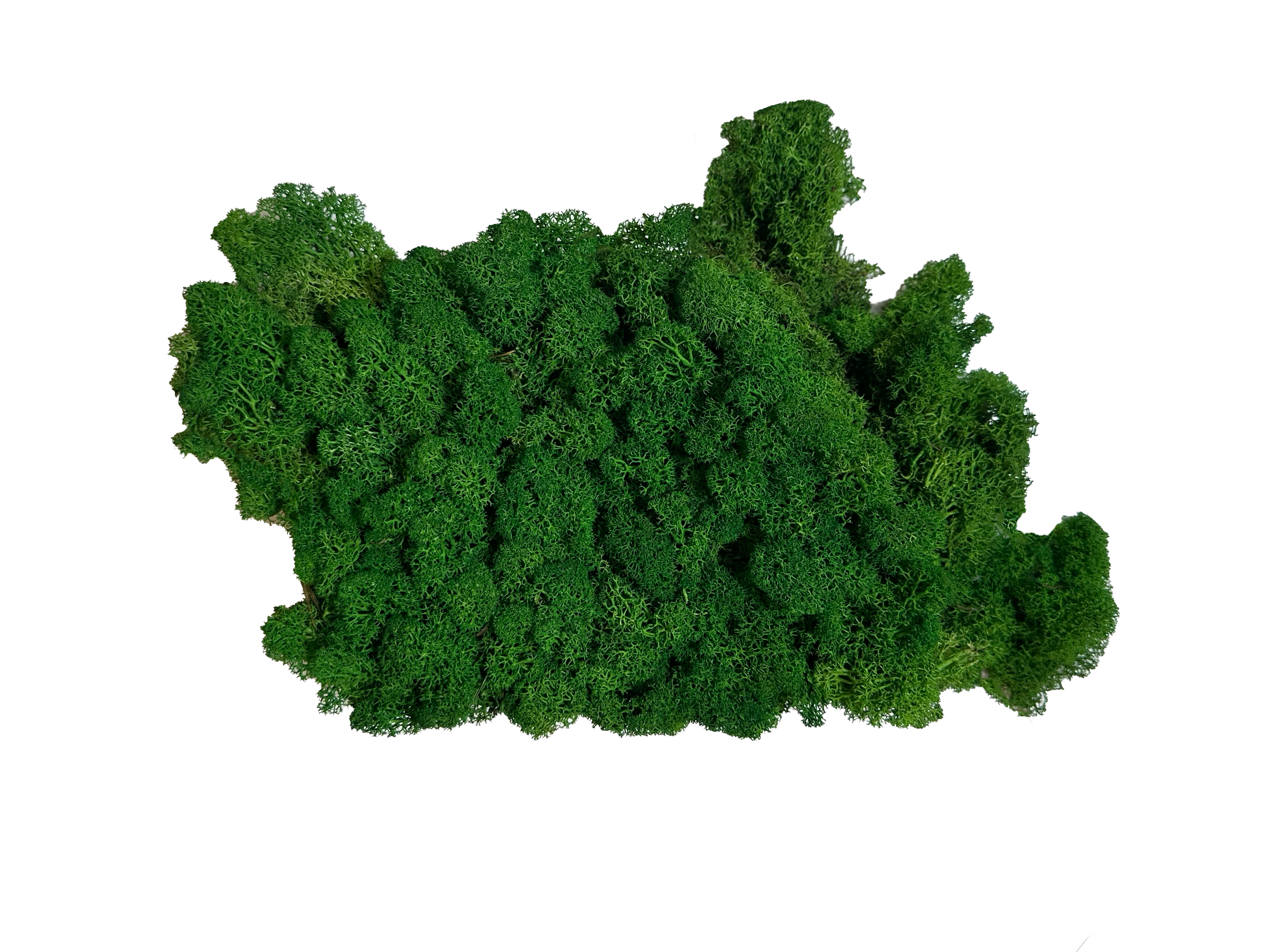 Elninės samanos (green)