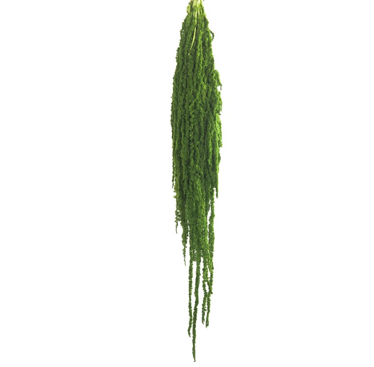 Burnotis (Lemon green)