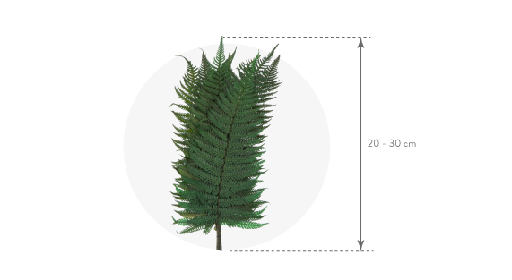 Papartis (Parchemin)