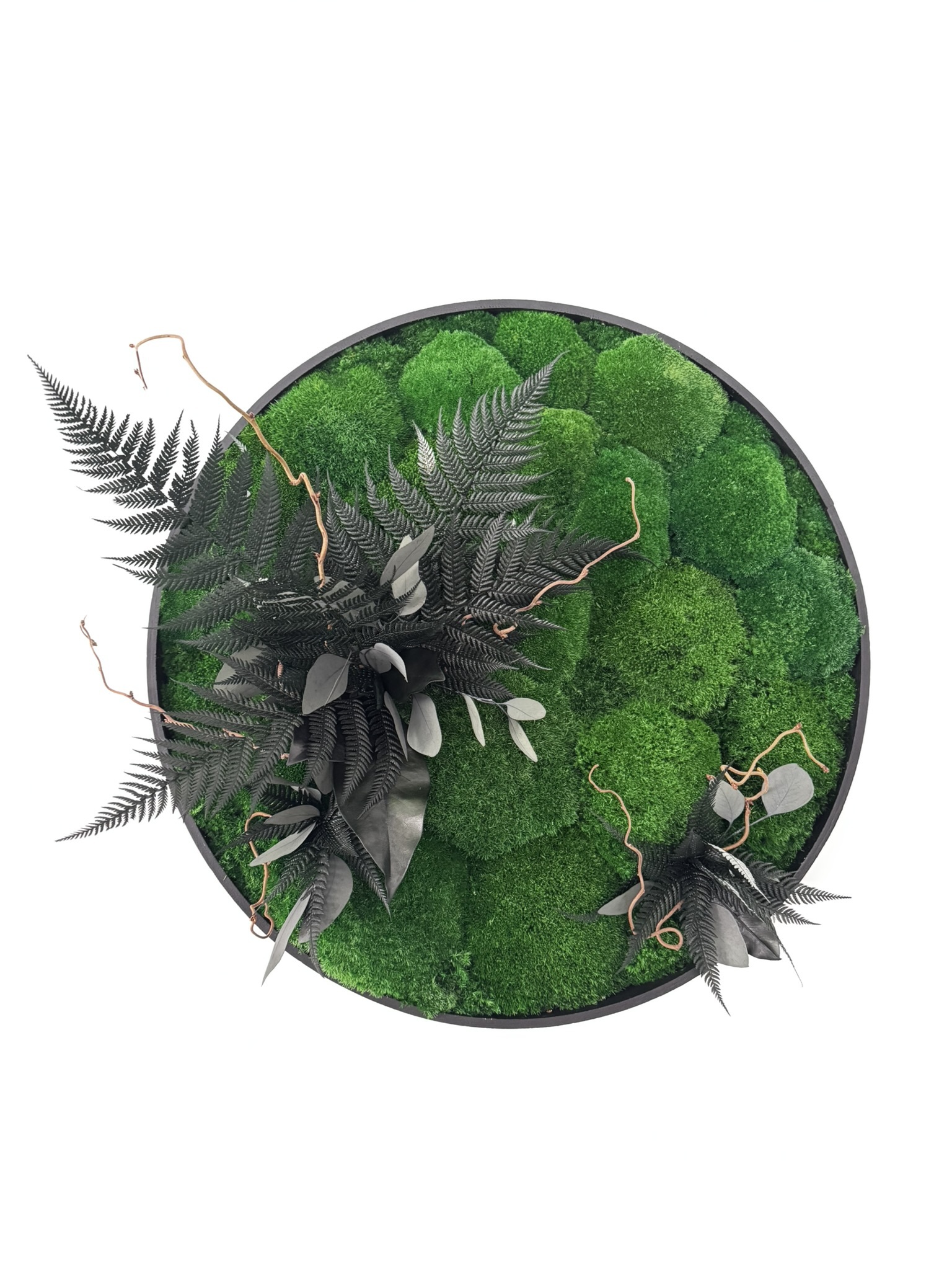 Apvalus stabilizuotų samanų paveikslas - Augimas