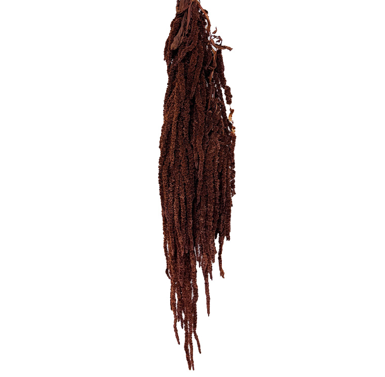 Burnotis (Mocha cocoa)