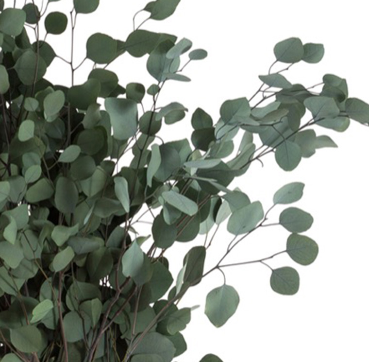 Eukaliptas (Populus)