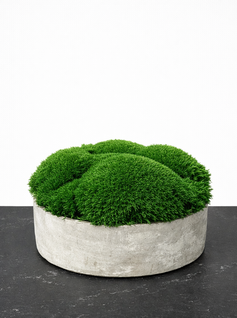 CLOUD – samanų kompozicija betoniniame indelyje