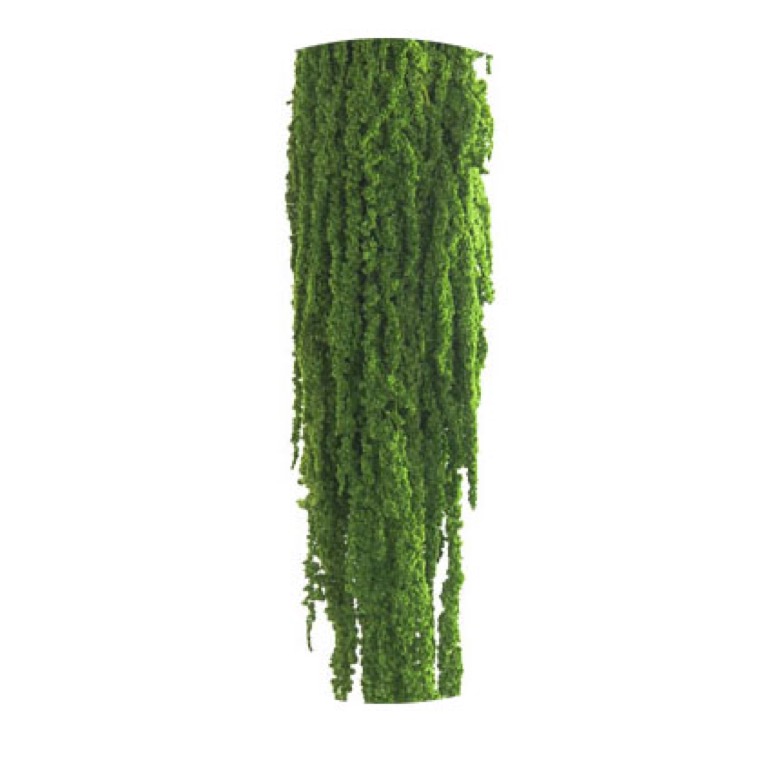 Burnotis (Lemon green)