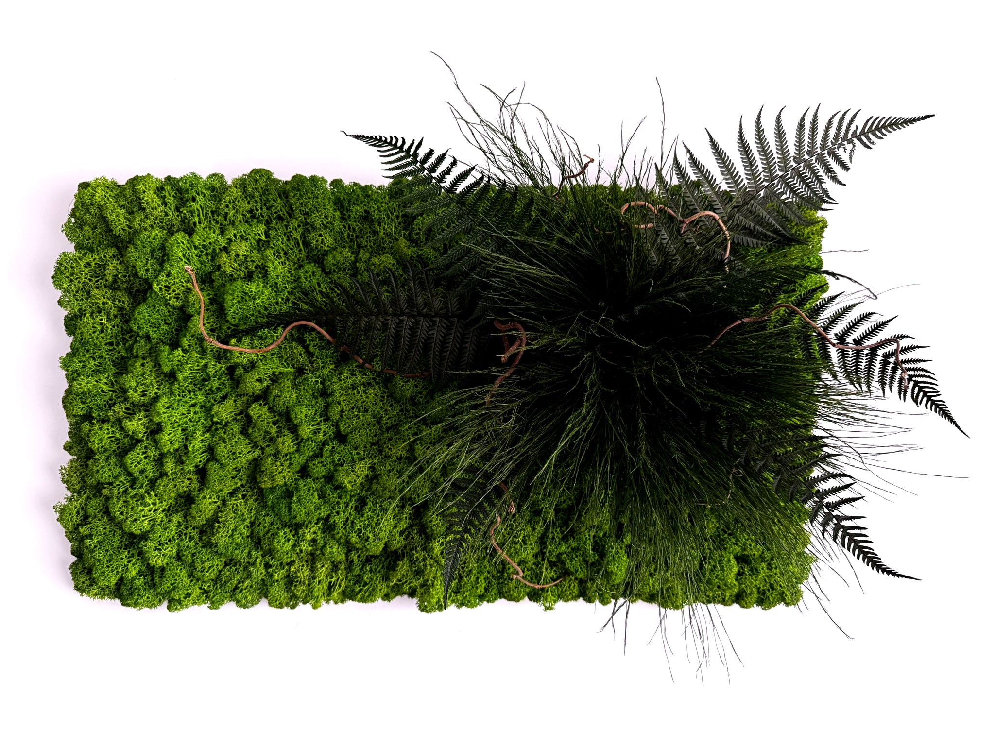 PULSE – stabilizuotų augalų ir samanų paveikslas