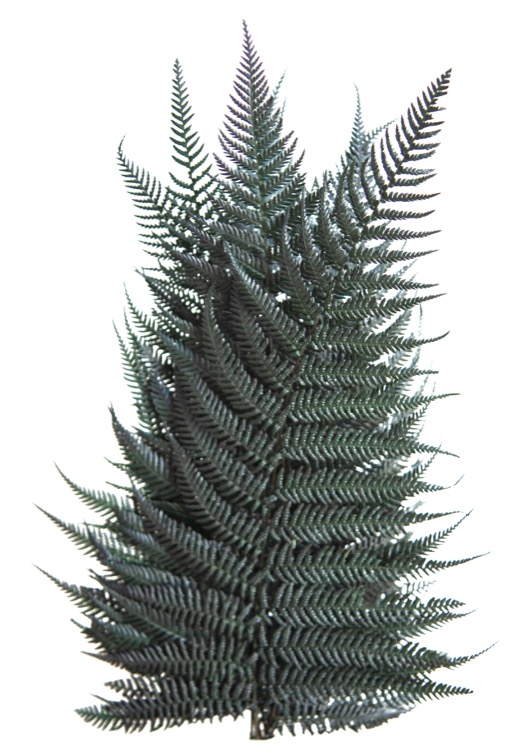 Papartis (Brilliant)