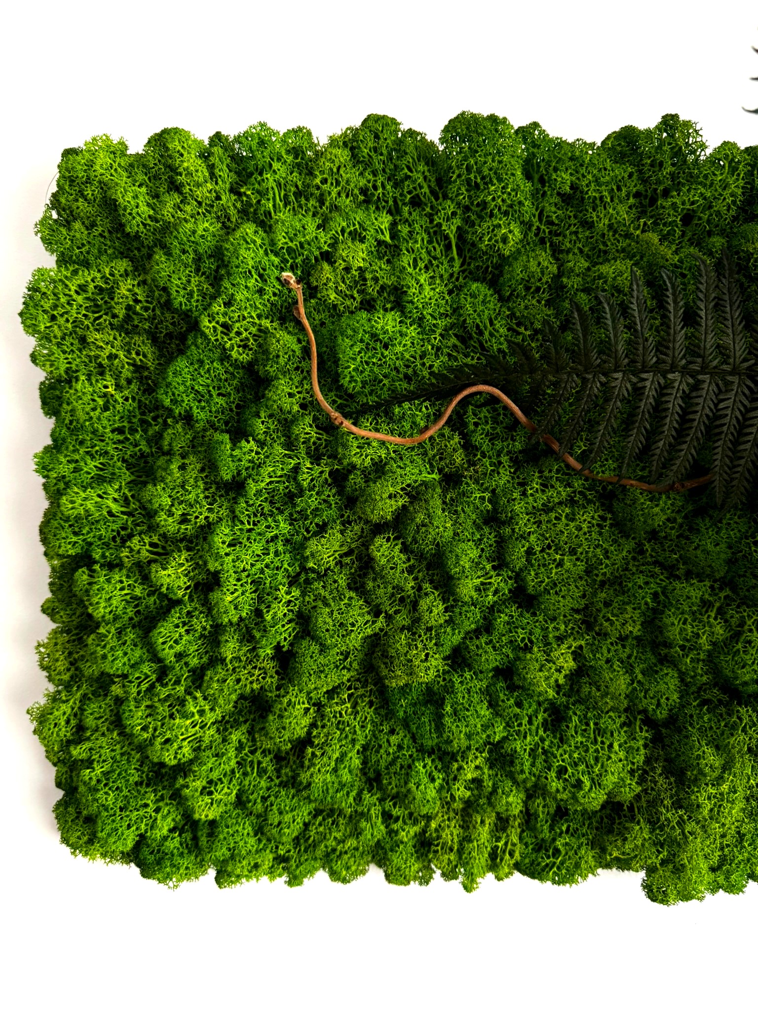 PULSE – stabilizuotų augalų ir samanų paveikslas