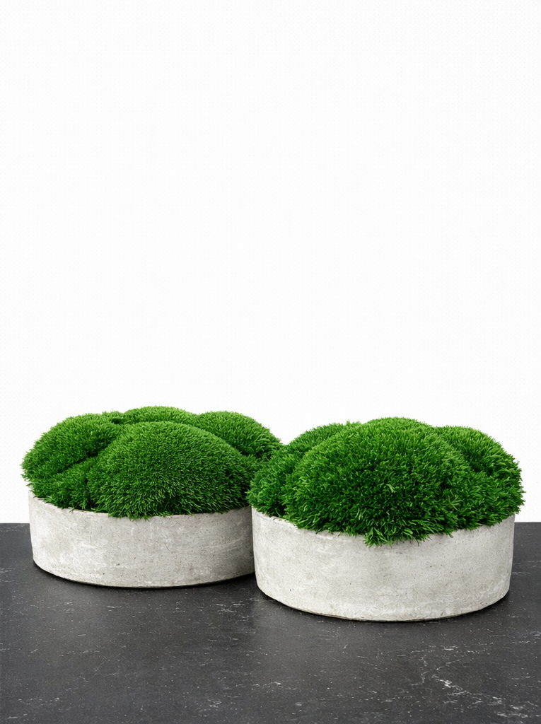 CLOUD – samanų kompozicija betoniniame indelyje