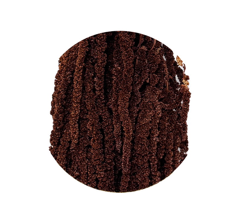 Burnotis (Mocha cocoa)