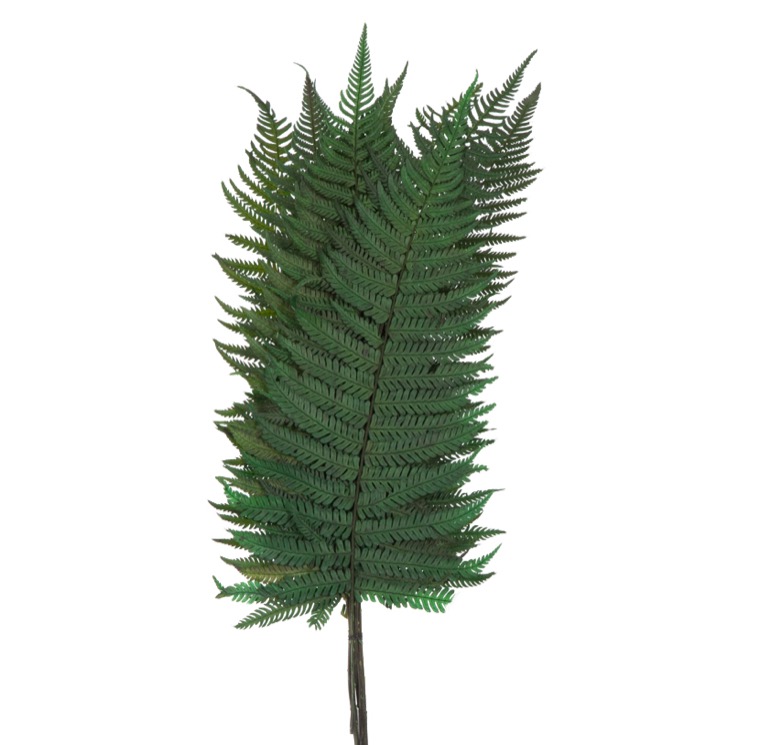 Papartis (Parchemin)