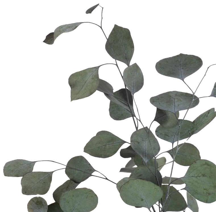 Eukaliptas (Populus)