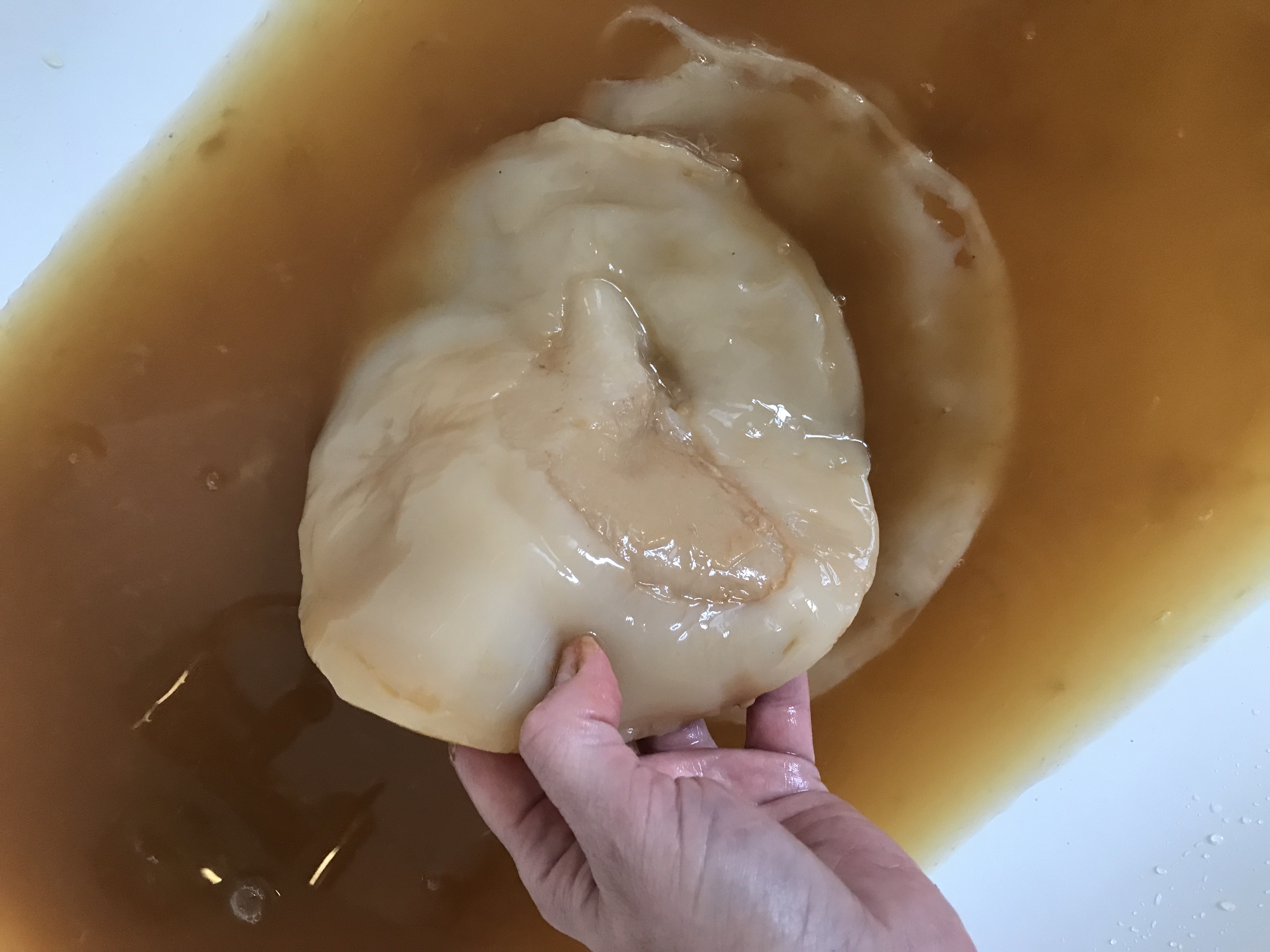 Live Organic SCOBY (Symbiotic Culture of Bacteria and Yeast)