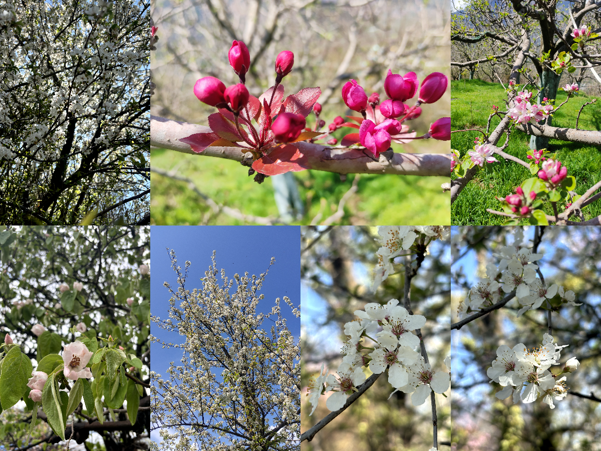 Blooming Fruit Trees