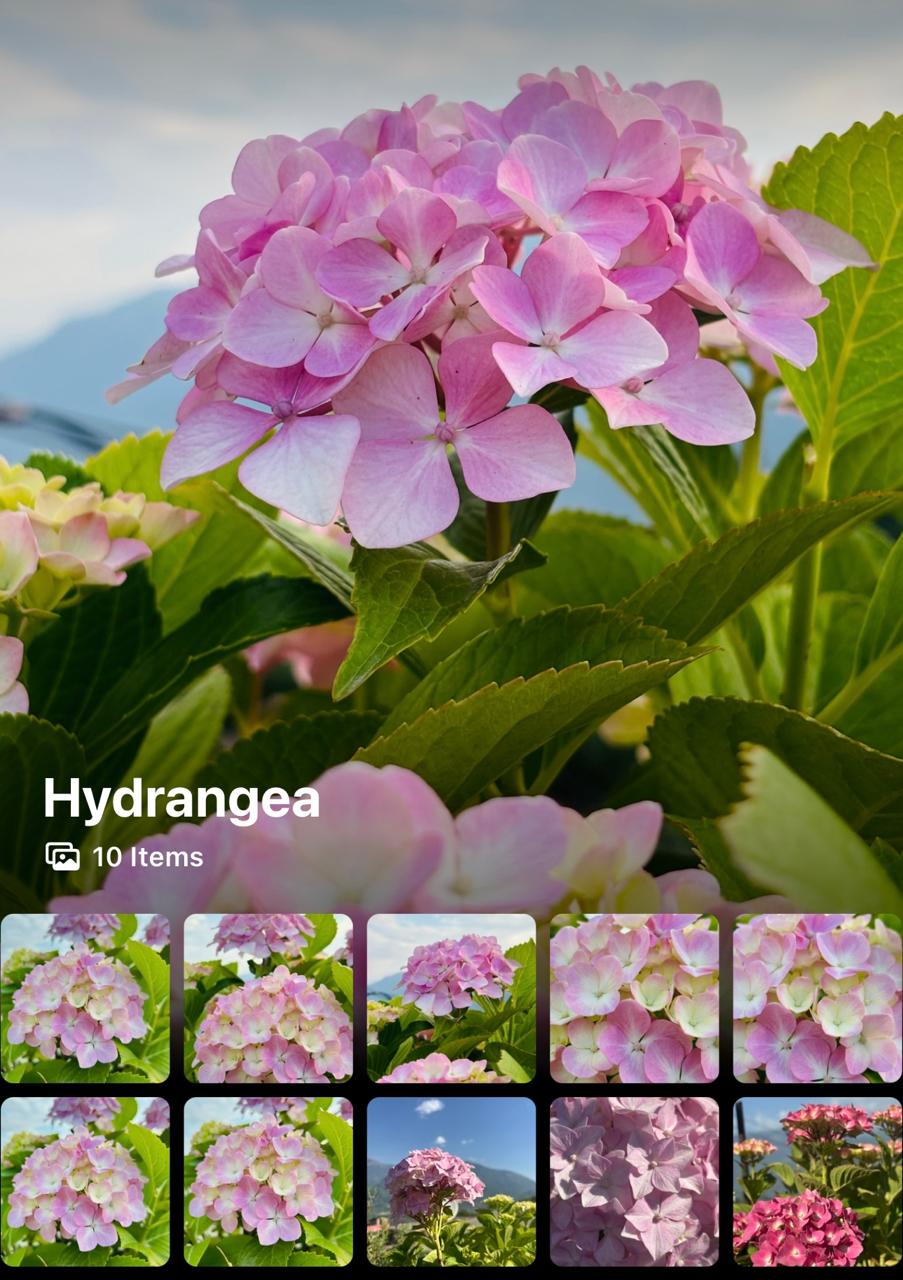 Hydrangea Flower