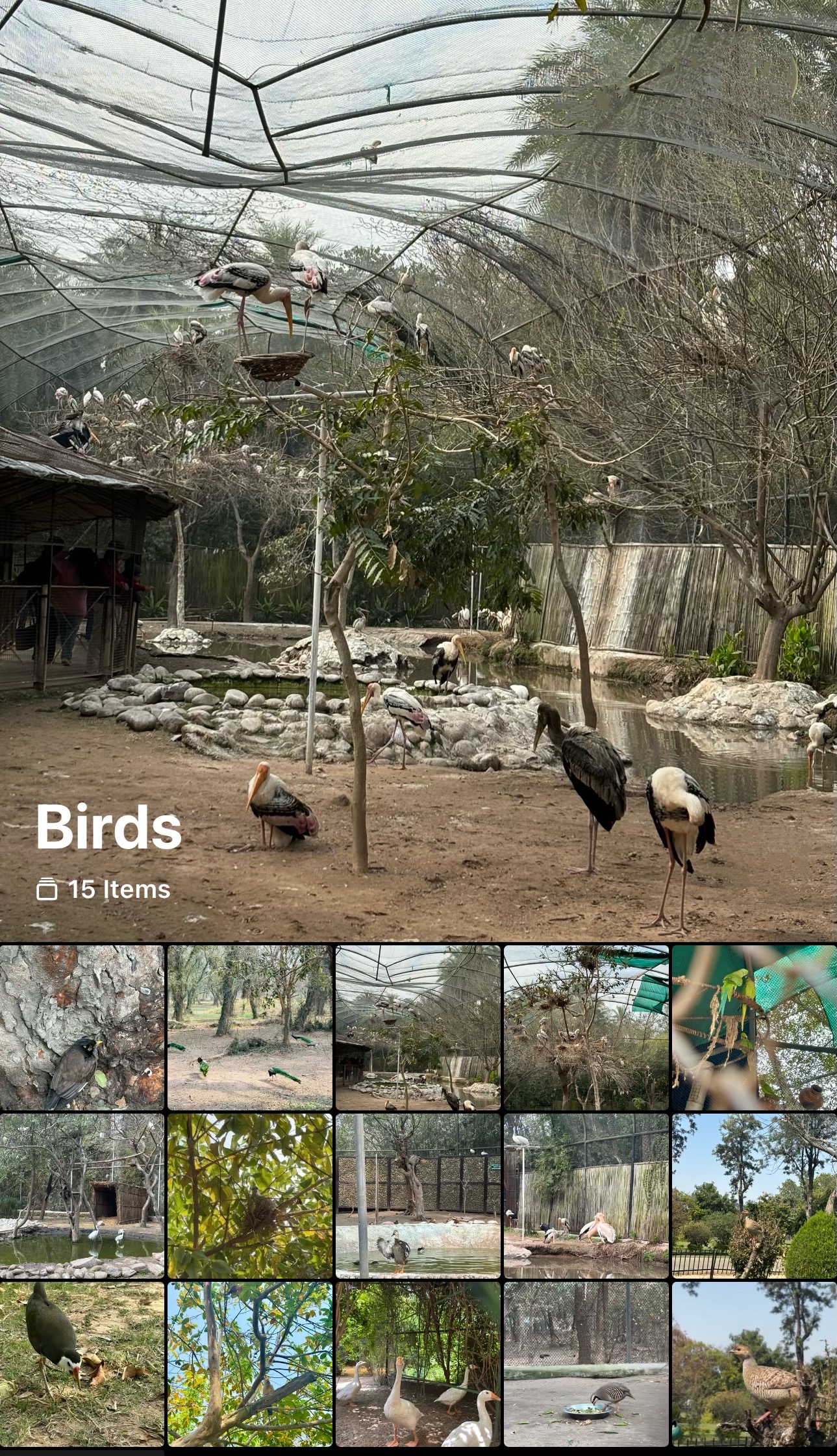 Exotic Birds Collection