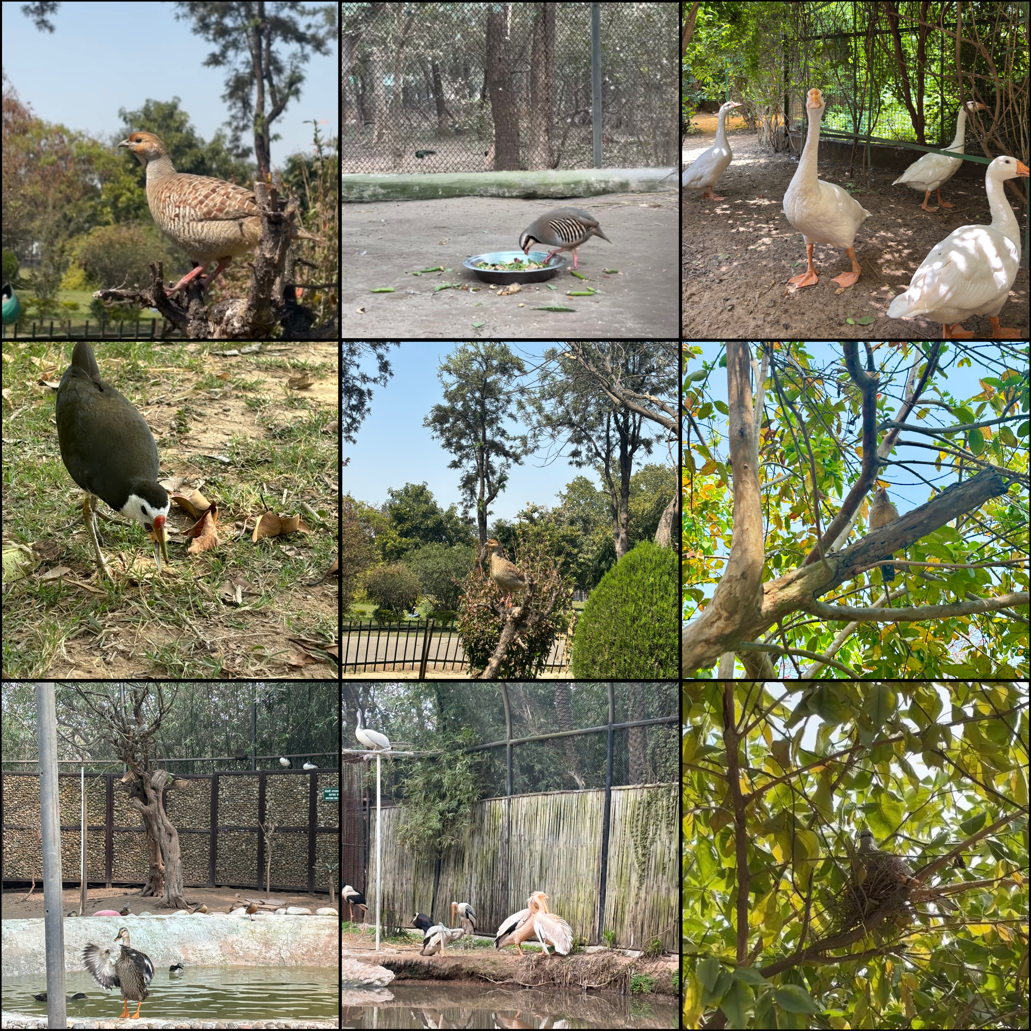 Exotic Birds Collection