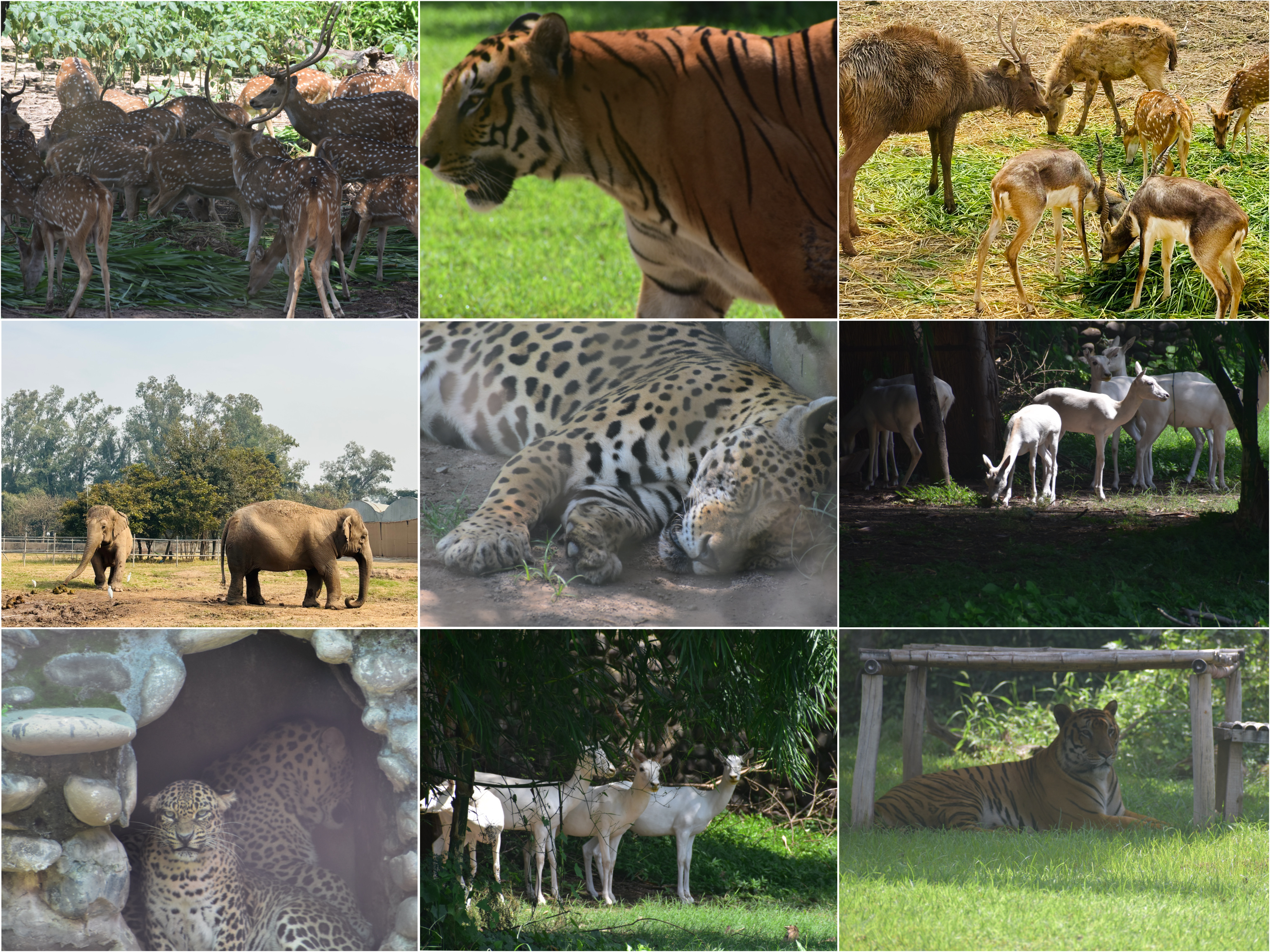 Wild Animals Photo Collection